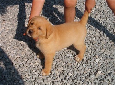 redwhiteandyellowlabpuppies