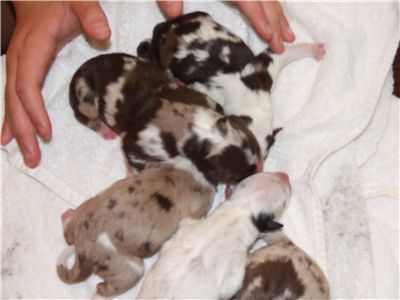 akcaustralianshepherdpuppies