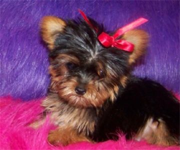 yorkiepuppyforsale