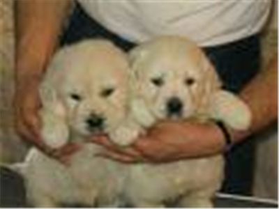 goldenretrieverpuppieslookingforgoodhomes