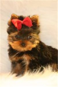 adorablefullybreedyorkieteacuppuppiesforfre