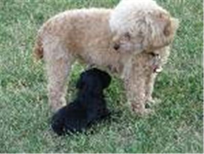 littlepoodlepuppies