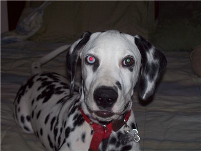 dalmatianpuppyforsale