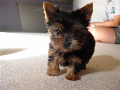 adorableteacupyorkiepuppyforfreeadoption