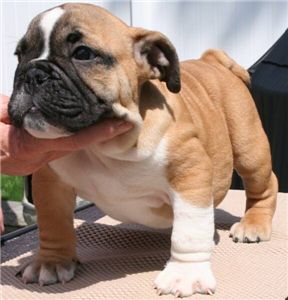 cutebulldogpuppyforrehoming