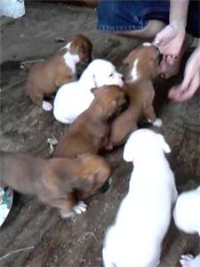 boxerpuppiesforsale