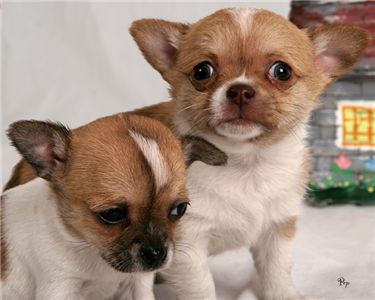 lovelychihuahuapuppiesforadoption