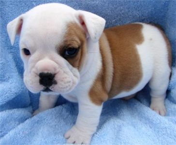 cuteenglishbulldogforfreeadoption