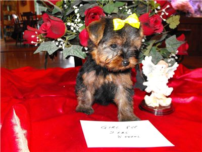 t-cupyorkiepuppiesforfreeadoption