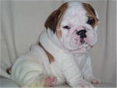 adorableenglishbulldogpuppiesforadoption