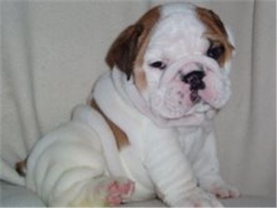 bulldogpuppiesforadoption