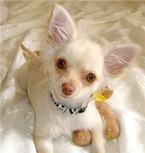 cutaandadorablechihuhuaforgoodhomes