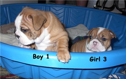 lovelyenglishbulldogpuppiesforgoodhomes