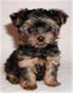 tinyteacupyorkiepuppyforadoption