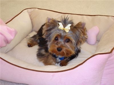 adorablecuteandlovelyyorkiepuppiesforadopti