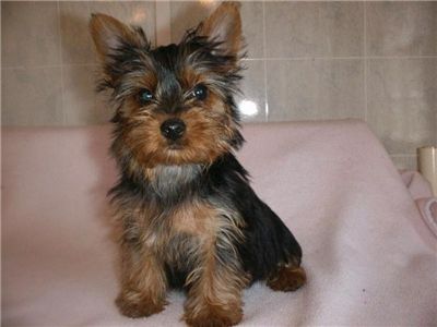 beautifulteacupyorkiechiots