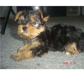 lovelyyorkiesforsale