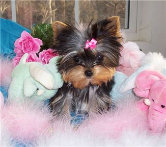 yorkiepuppyforfreeadoption