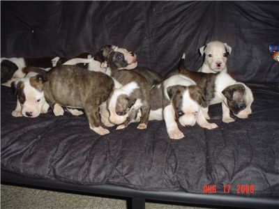 americanbulldogpuppies