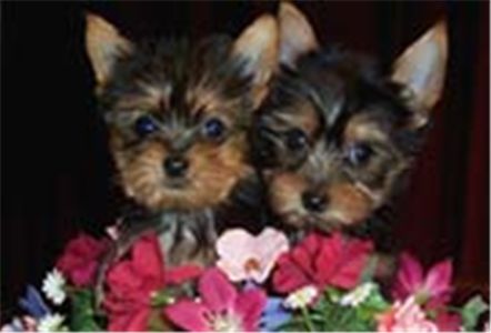 adorablebabydollfacetwinyorkiepuppiesforre