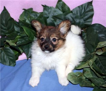 cutepairofchihuahuapuppiesforadoption