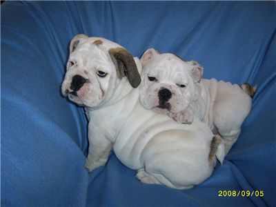 englishbulldogpuppyforsale