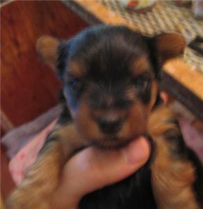 adorableyorkiesforsale