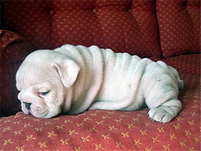 cutebulldogforsale