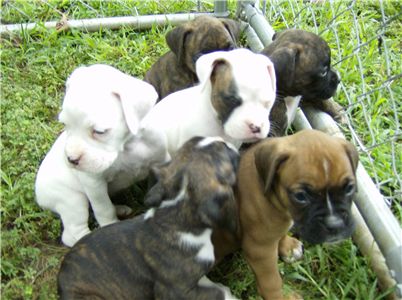 akcboxerpuppies