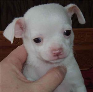 adorablechihuahuaforsale