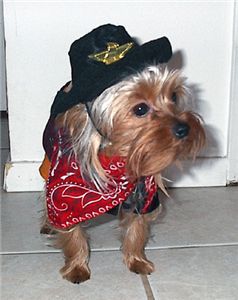 cuteyorkieforsale