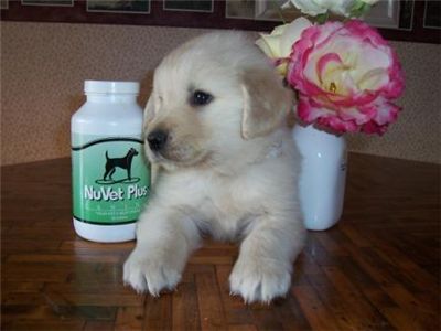 goldenretrieverforsale