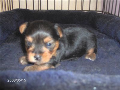 yorkieforsale