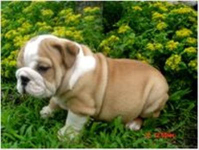 registeredenglishbulldogforadoption