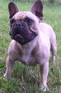 frenchbulldogfawnfemale