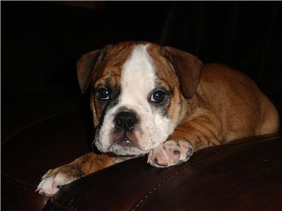 GorgeousFemaleEnglishBulldogPuppy