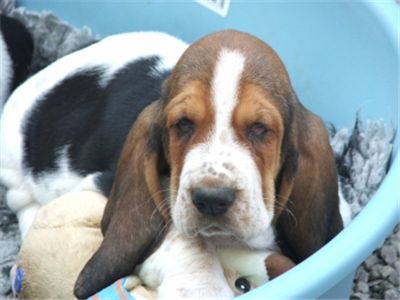 FCIBassetHoundPuppies