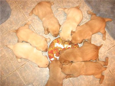 AKCPUPPIES