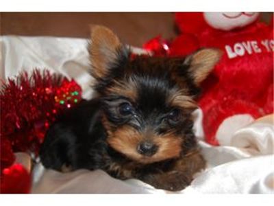 BEAUTIFULPUPPIESFORSALE