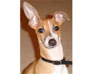 ItalianGreyhound