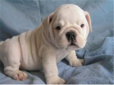 ADORABLEENGLISHBULLDOGFORCHEAPPRICE