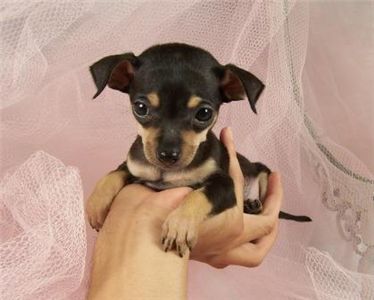 Teacpchihuahuapupppiesforadoption