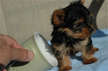 Adorableandaffectionatet-cupyorkieforadoptio