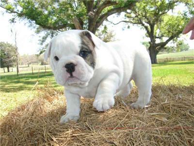 affectionatebulldogpuppy