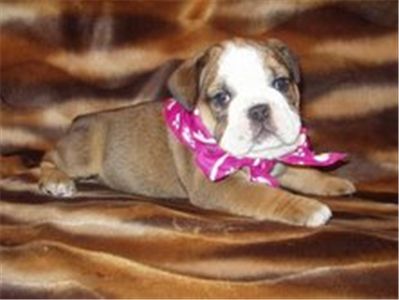 EnglishBulldogPuppyforSale