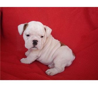 femaleenglishbulldogforadoption