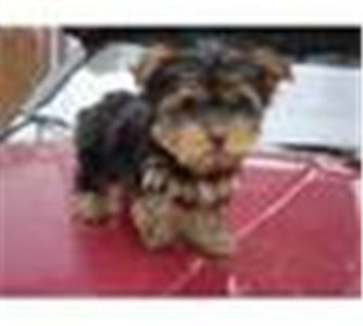 lovelyandadorableteacupyorkiebabyforadopti