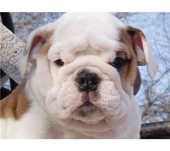 cuteandlovelybulldogspuppiesforsalee