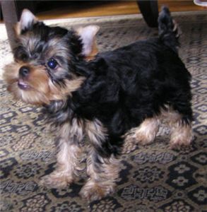 TeacupYorkiePuppiesForAdoption