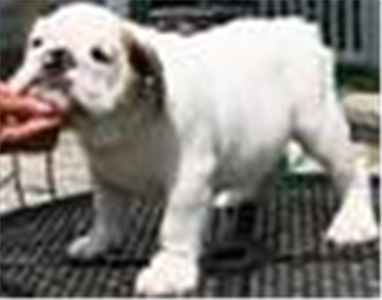 englishbulldogsforfreeadoption